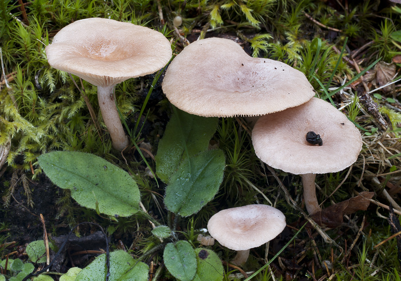 Lactarius glyciosmus